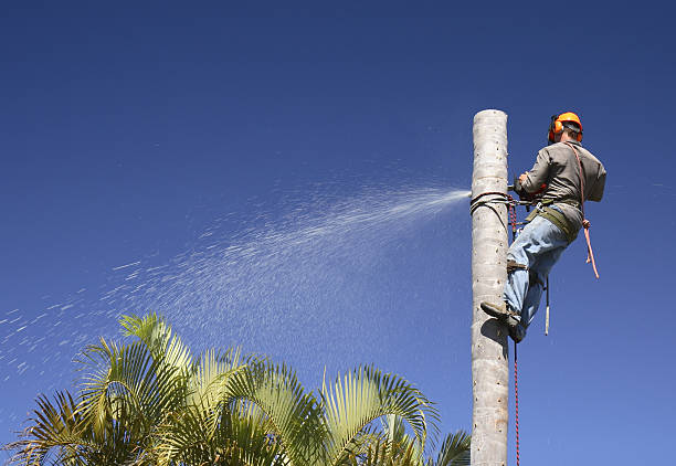 How Our Tree Care Process Works  in  West Pelzer, SC
