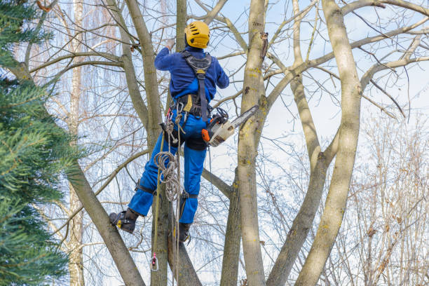 Reliable West Pelzer, SC Tree Care Solutions